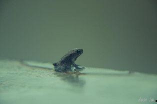 蟾蜍之路,探寻生命奇迹的奇幻旅程