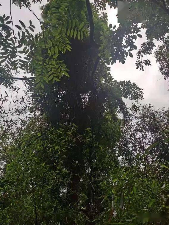 她似野藤，缠绕而上